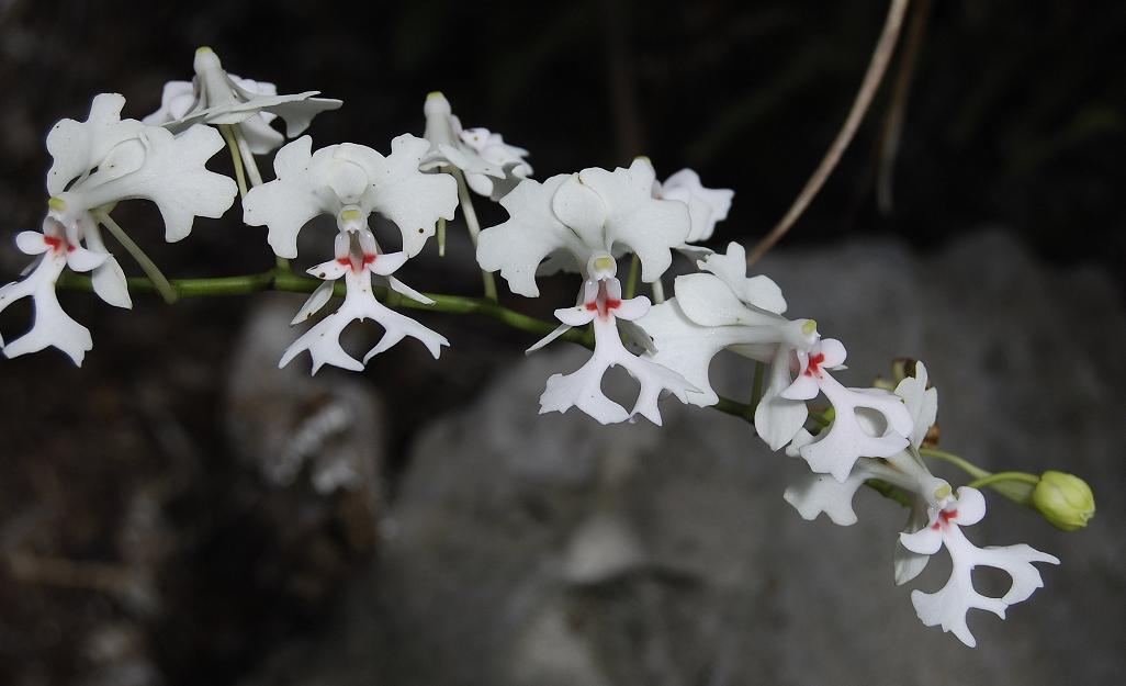 Cryptopus elatus. Excellent clone.