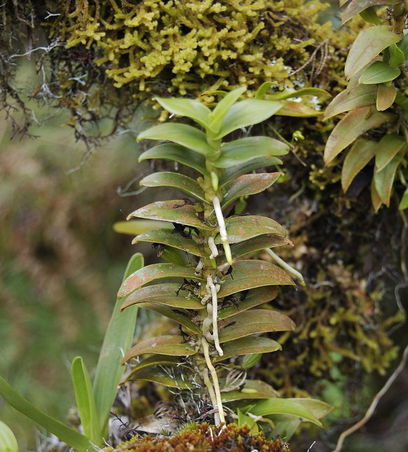 Angraecum costatum.