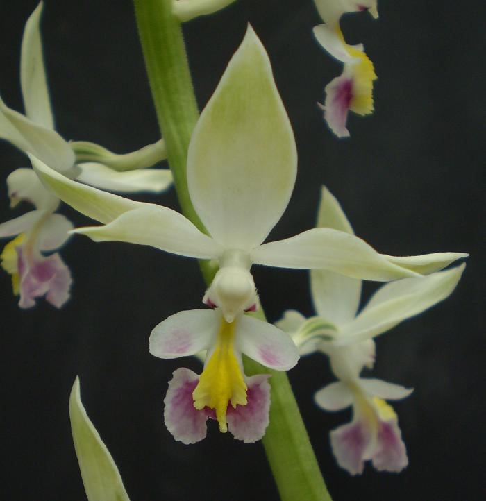 Calanthe brevicornu