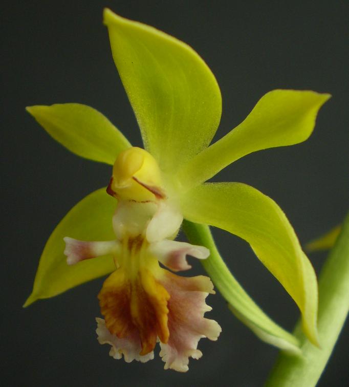 Calanthe tricarinata.