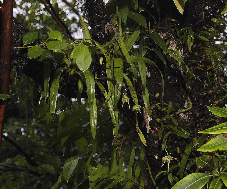 Aeranthes arachnitis