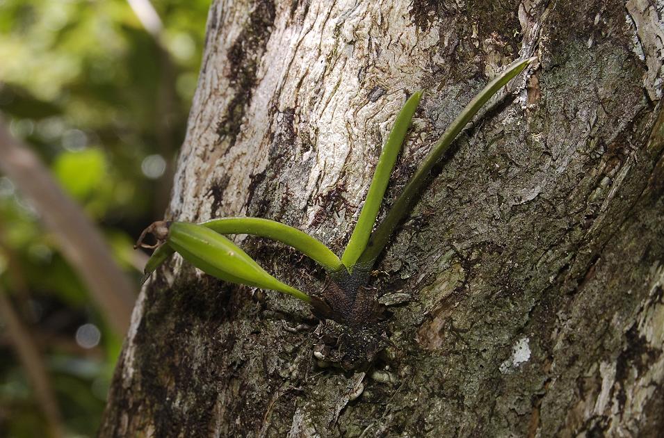 Angraecum cucullatum