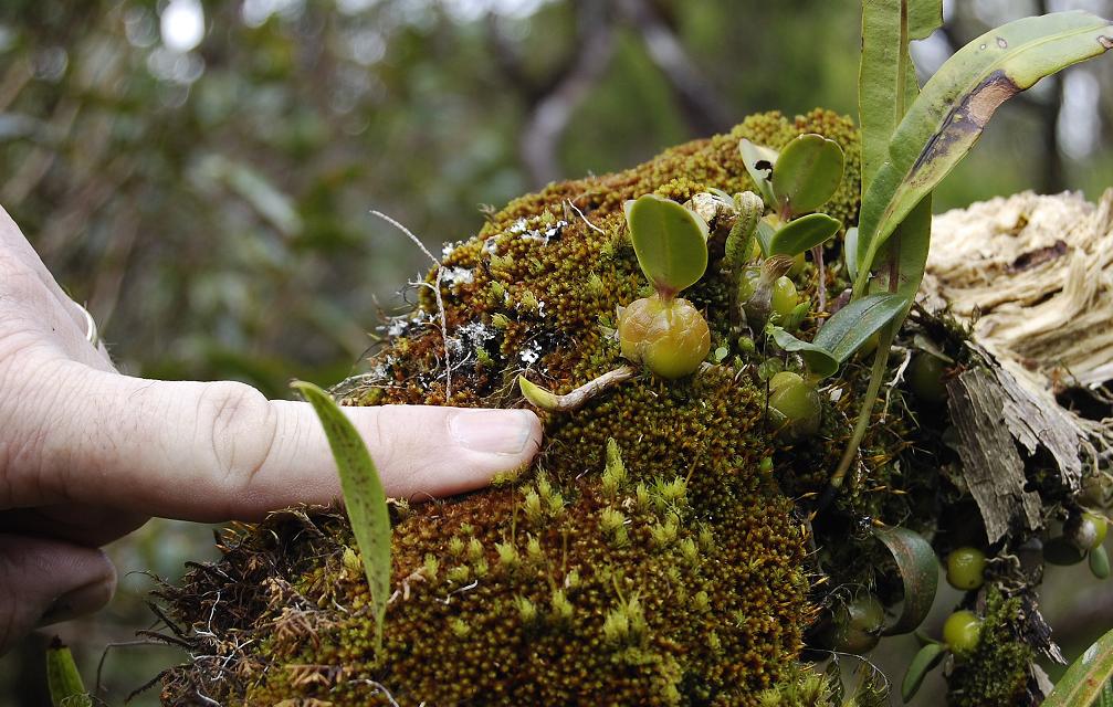 Bulbophyllum nutans. With finger.