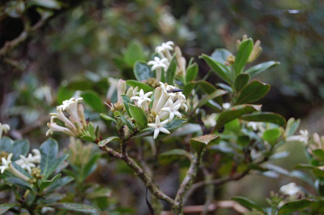 Gaertnera vaginata 