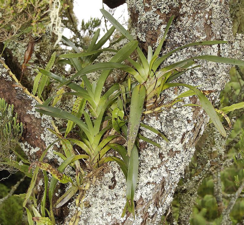 Jumellea triquetra. Colony with fruits.