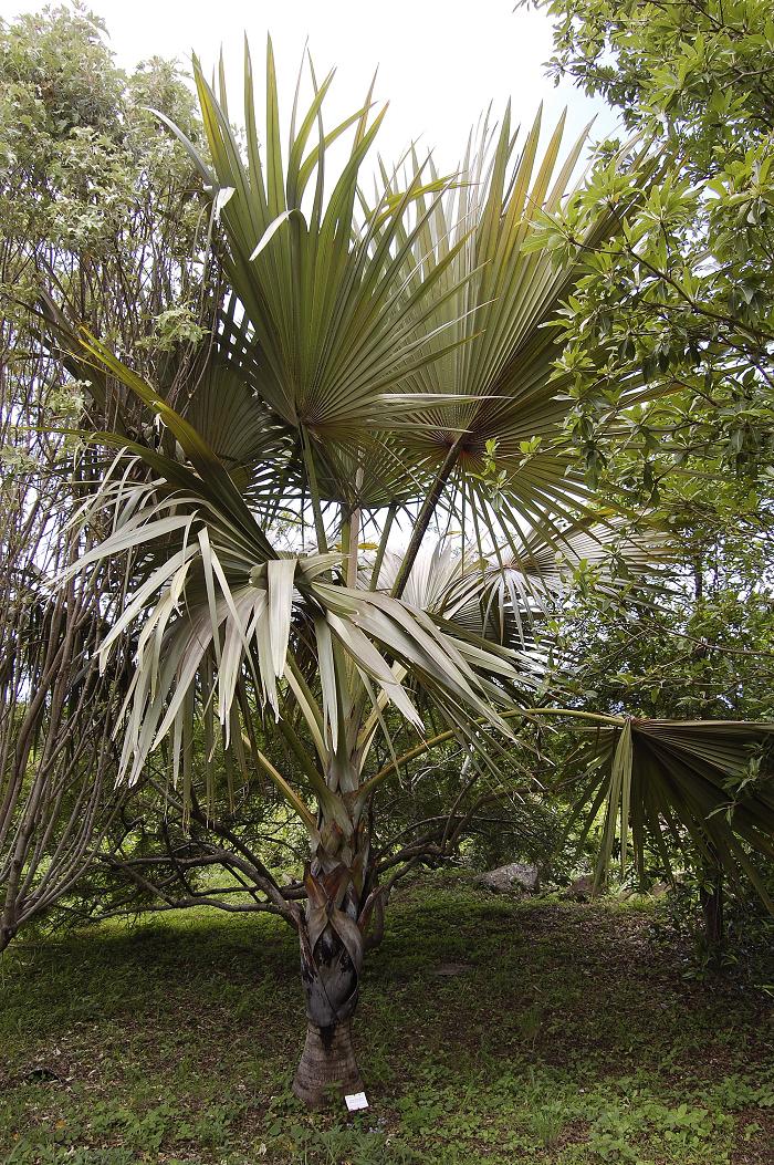Latania lontaroides.