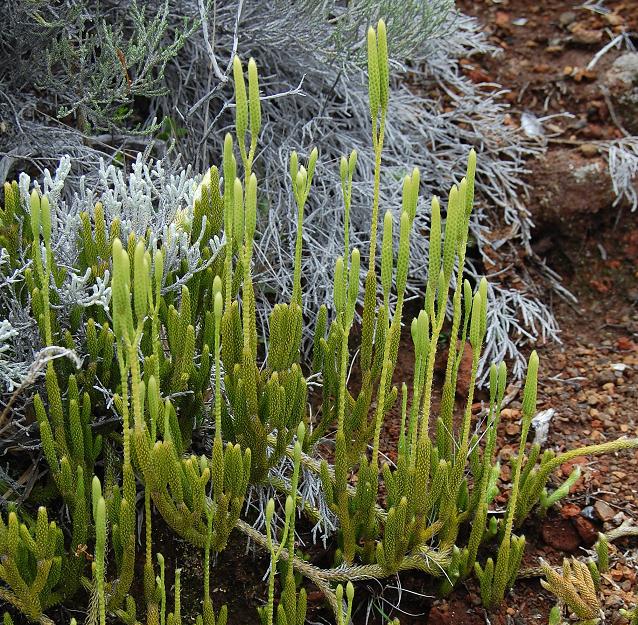 Lycopodium clavatum var. borbonicum