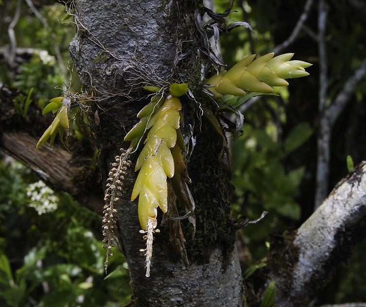 Oberonia disticha.