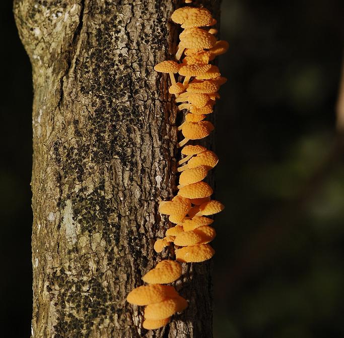 Orange toadstools.