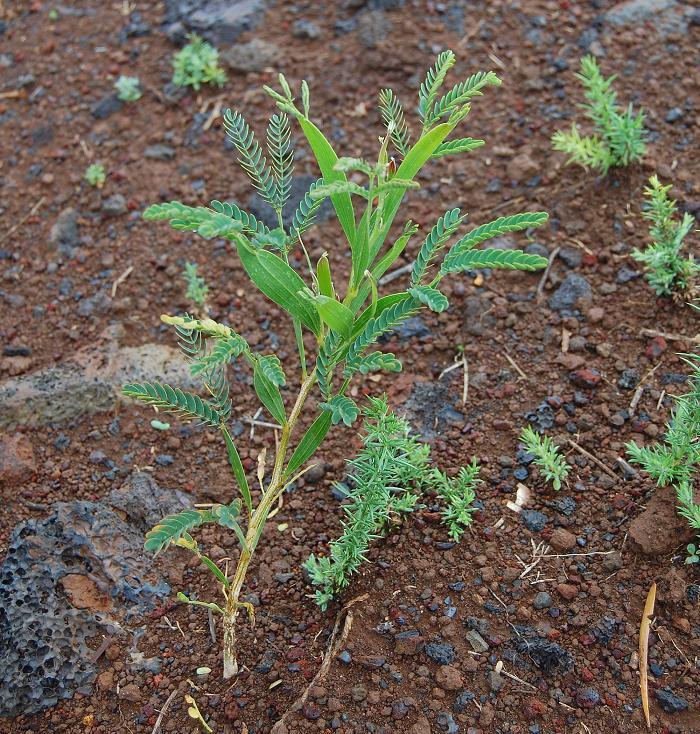 Young Acacia heterophylla and several young Ulex europaeus
