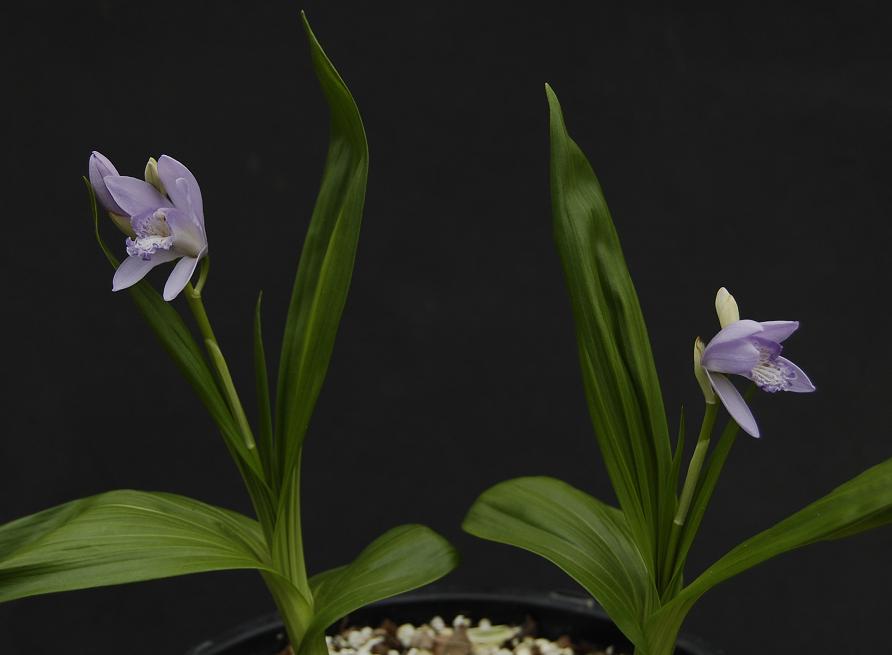 Bletilla striata Murasaki Shikibu. This is the blue form of the well known hardy orchid