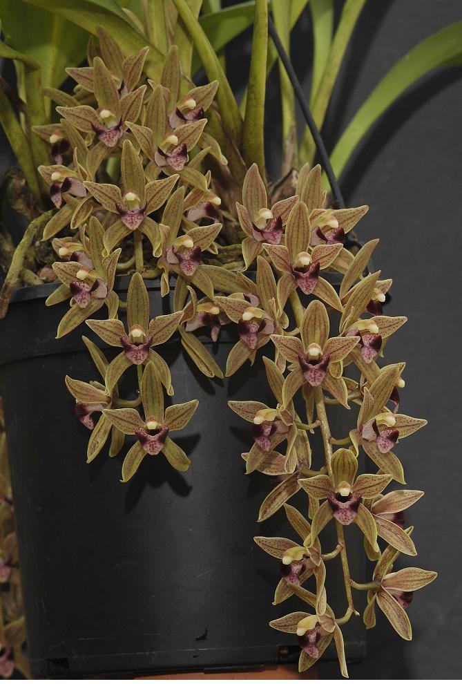 Cymbidium devonianum.