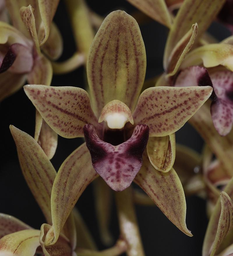 Cymbidium devonianum flower close-up.