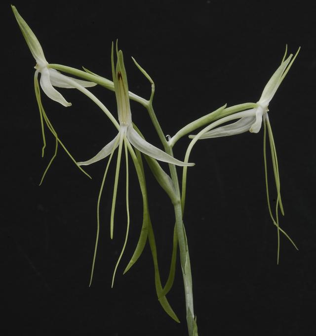 Habenaria macrandra.  A species from western Africa