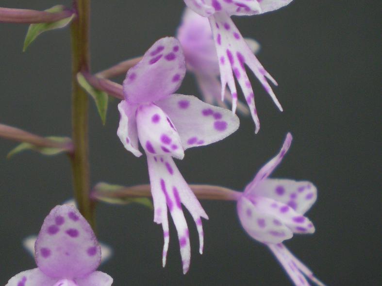 Stenoglottis longifolia.