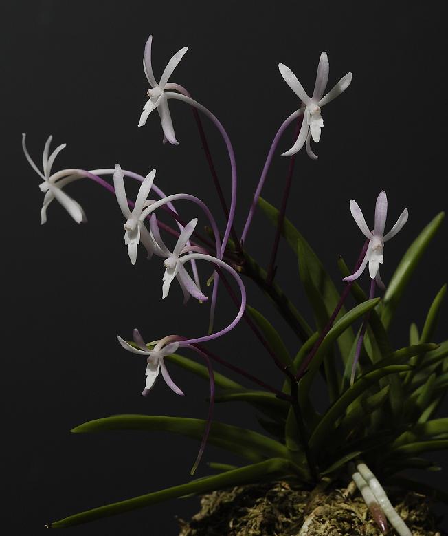 Neofinetia falcata Shutennou