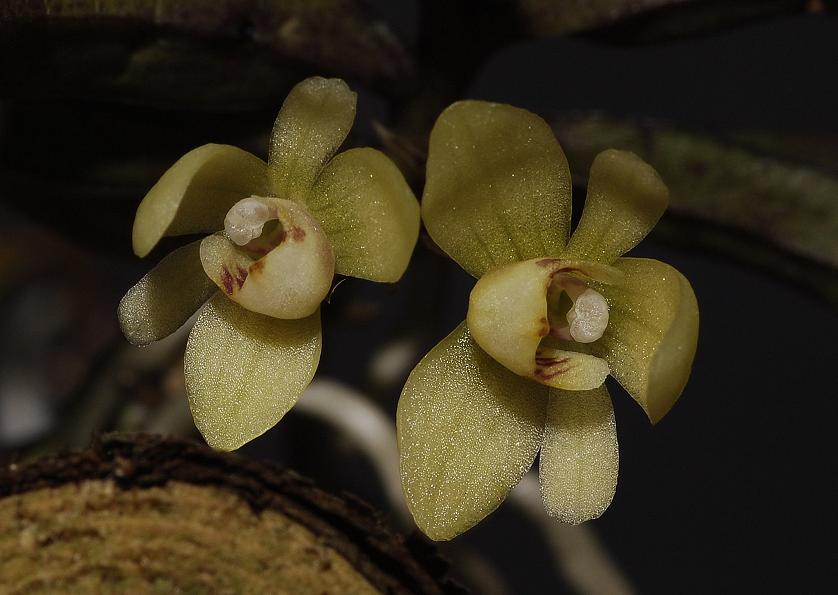 Thrixspermum japonicum