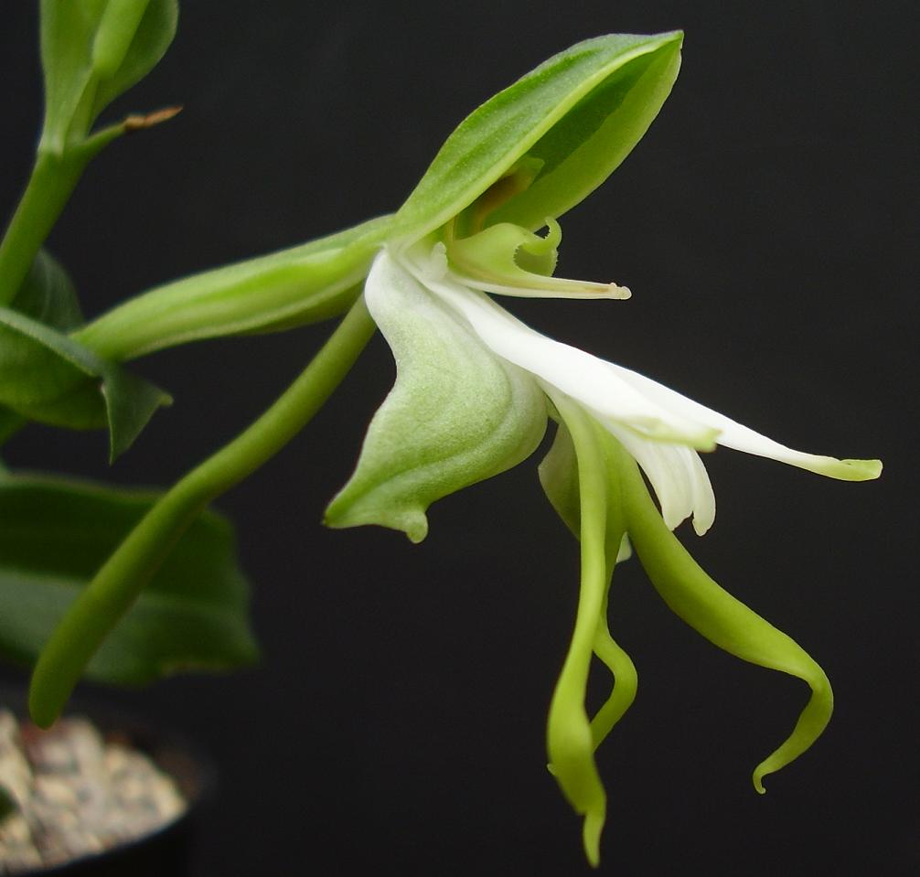 Bonatea speciosa Close-up