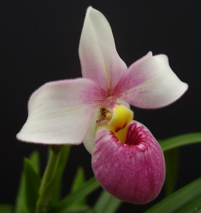 Phragmipedilum schlimii
