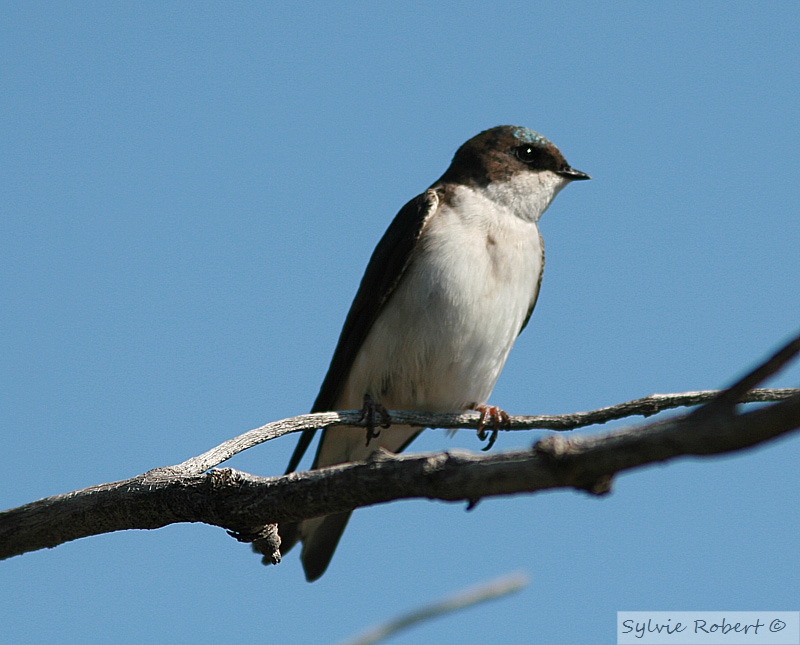 Hirondelle bicolore<br>Tree swallow<br>Dunany<br>13 mai 2007
