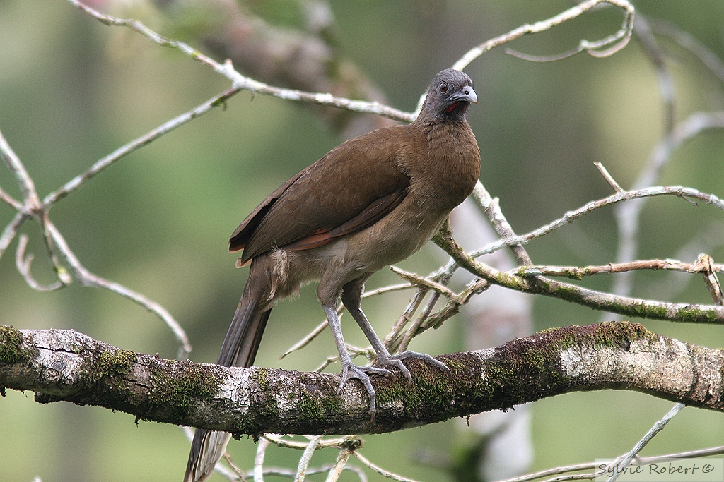 Ortadile  tte grise<br>Gray-headed Chachalaca<br>Gamboa Rainforest Resort<br>20 dcembre 2009