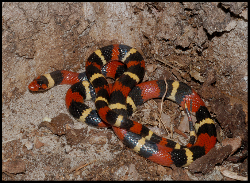 Scarlet King Snake (Lampropeltis triangulum elapsoides)