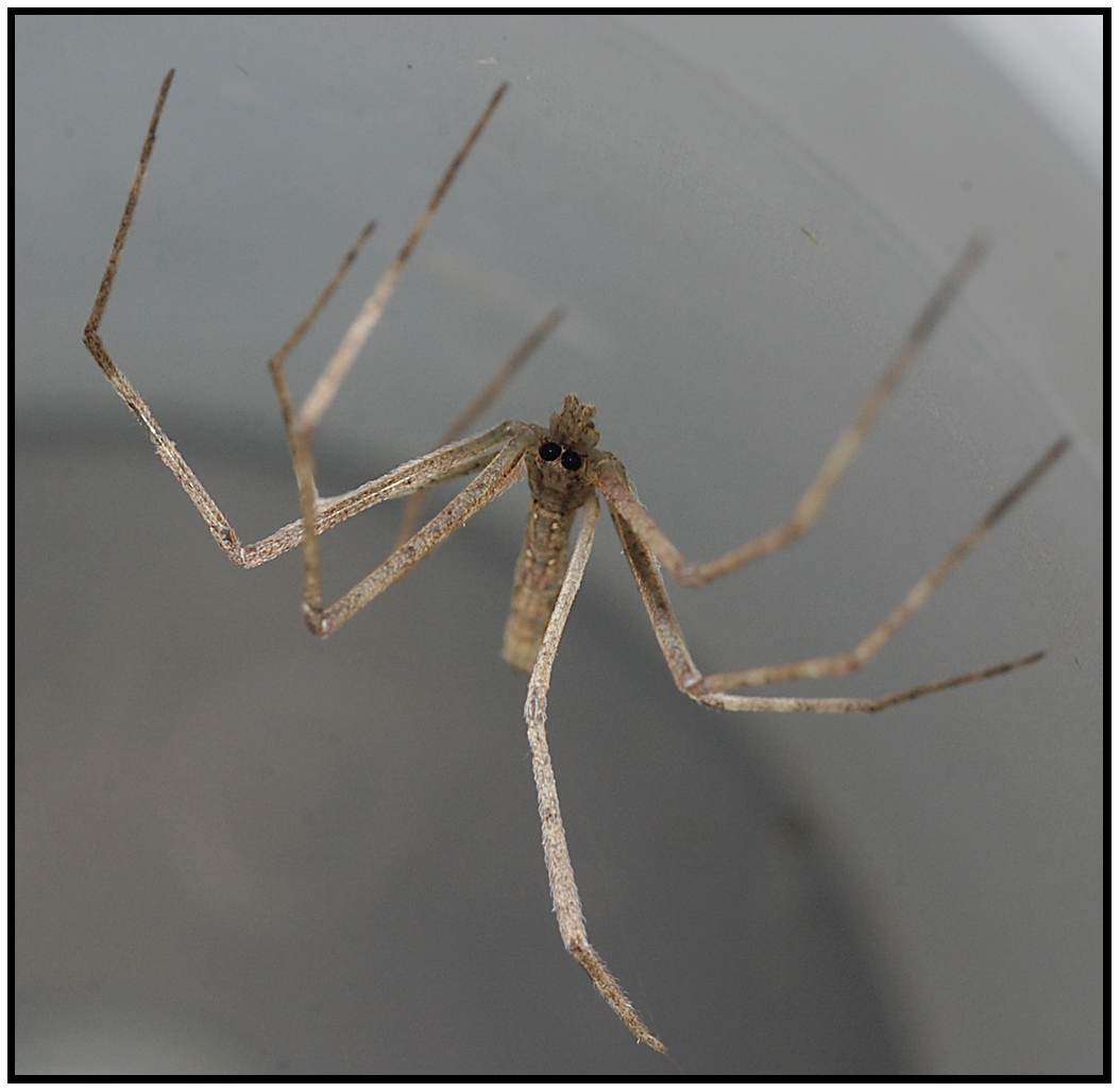 Ogrefaced Spider (Deinopis spinosa)
