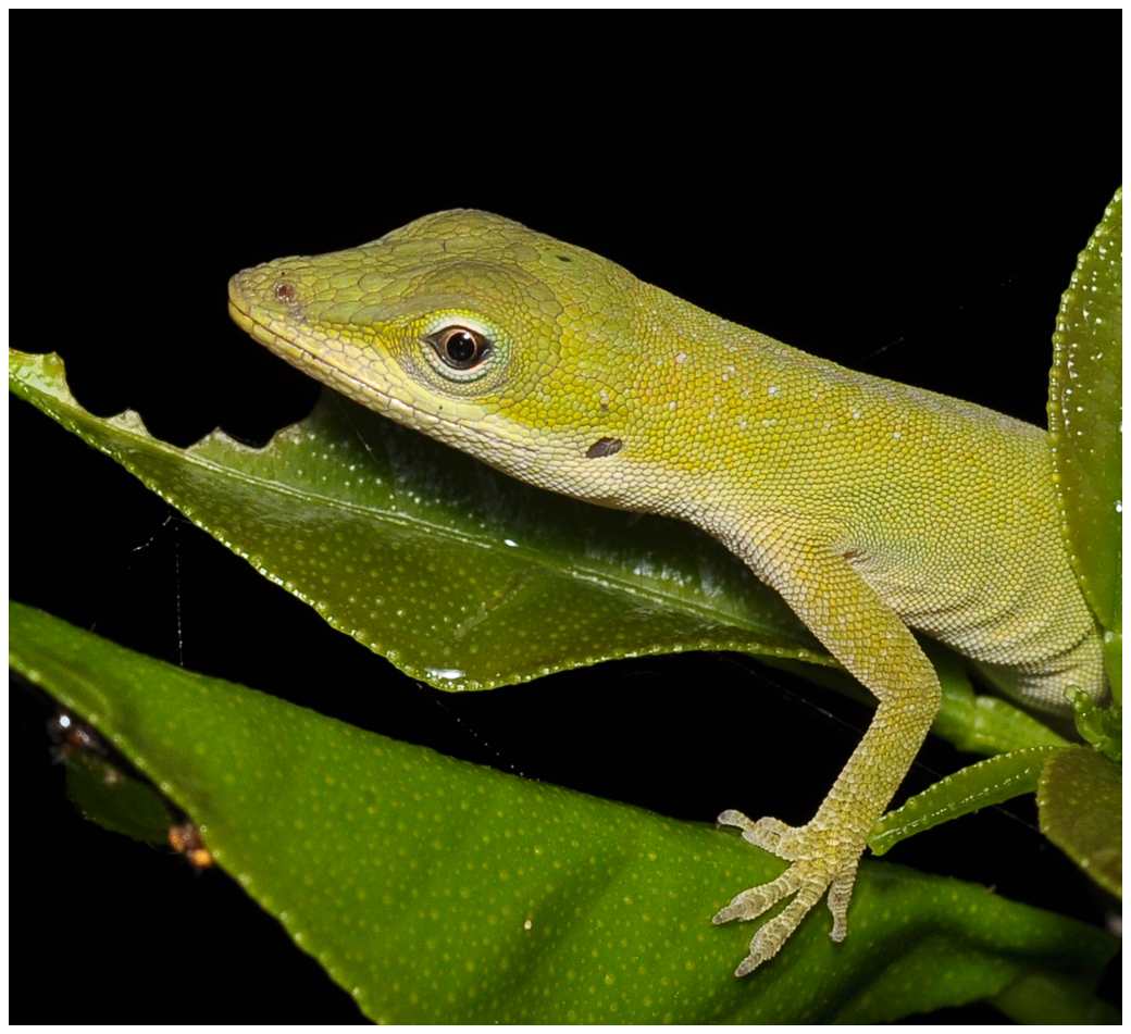 Green Anole (Anolis carolinensis)