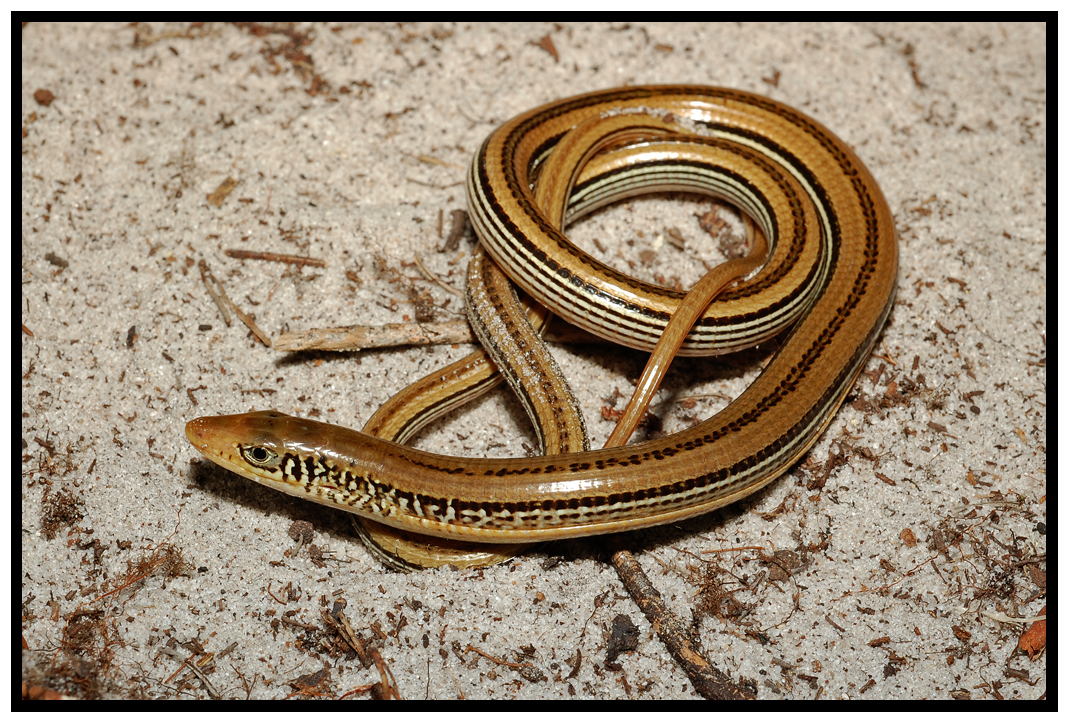 Mimic Glass Lizard Female (Ophisaurus mimicus)