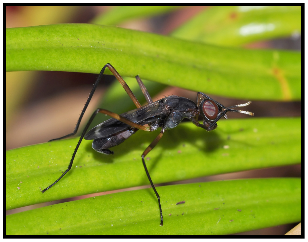 Stilt-Legged Fly (Taeniaptera trivittata)