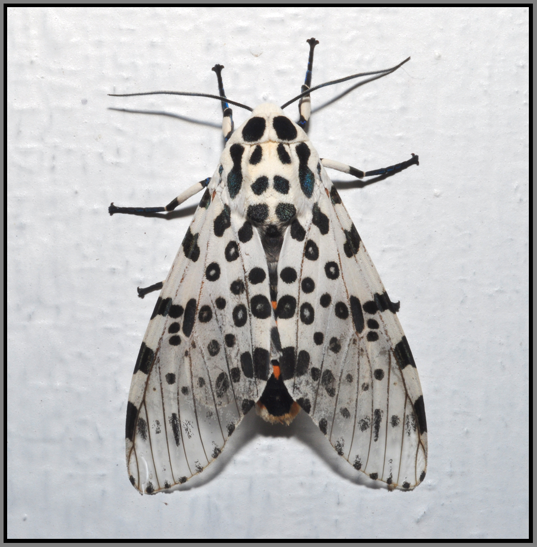 Giant Leopard Moth (Ecpantheria scribonia)