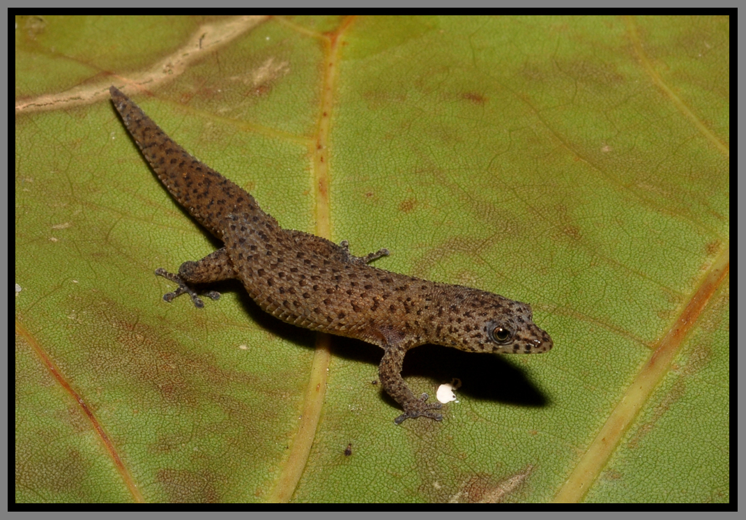 Florida Reef Gecko (Sphaerodactylus notatus notatus)