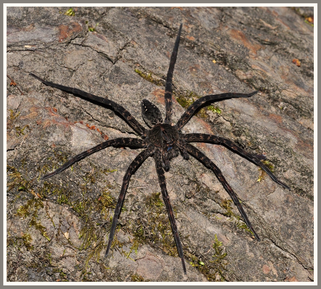 Fishing Spider (Dolomedes vittatus)