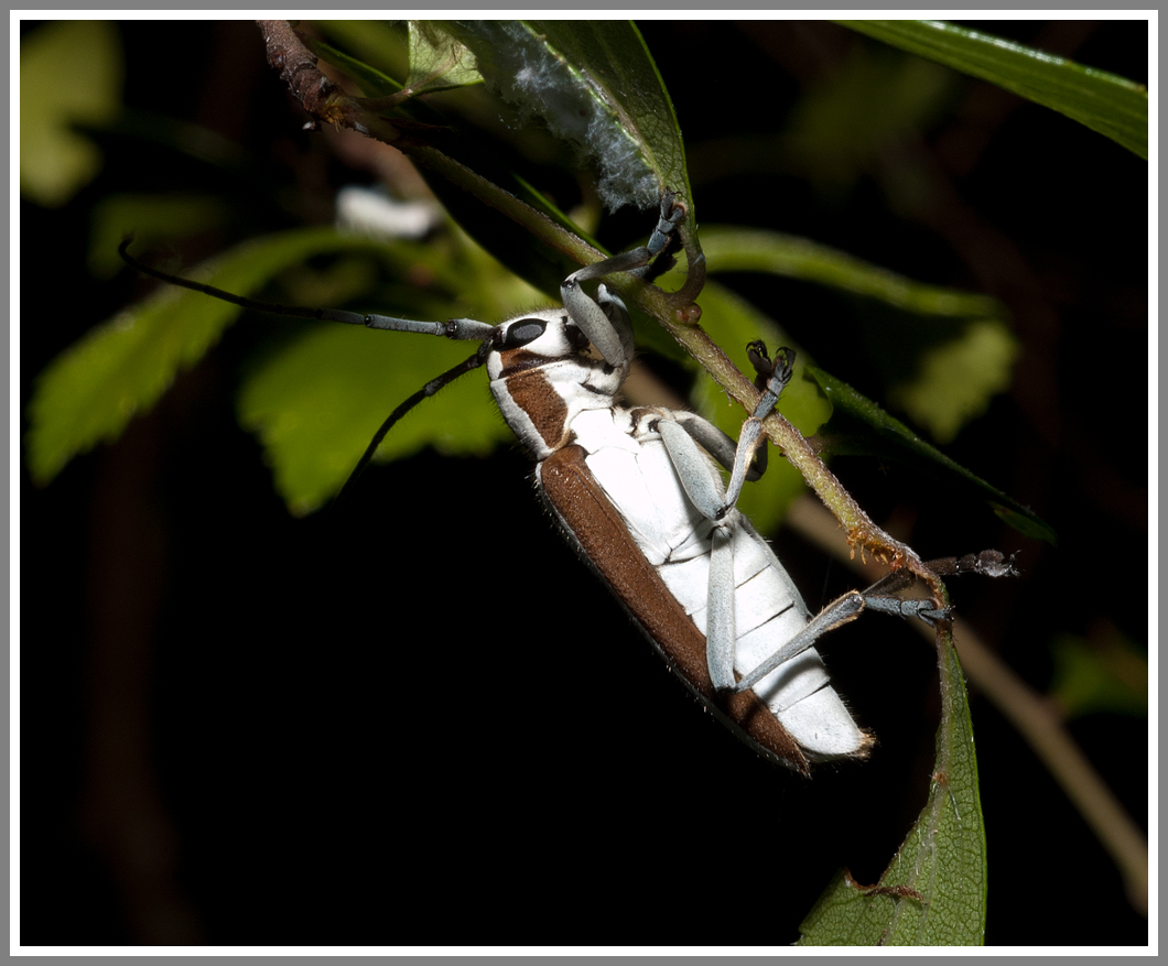 Cerambycid Beetle - Round-headed Apple Tree Borer (Saperda candida)