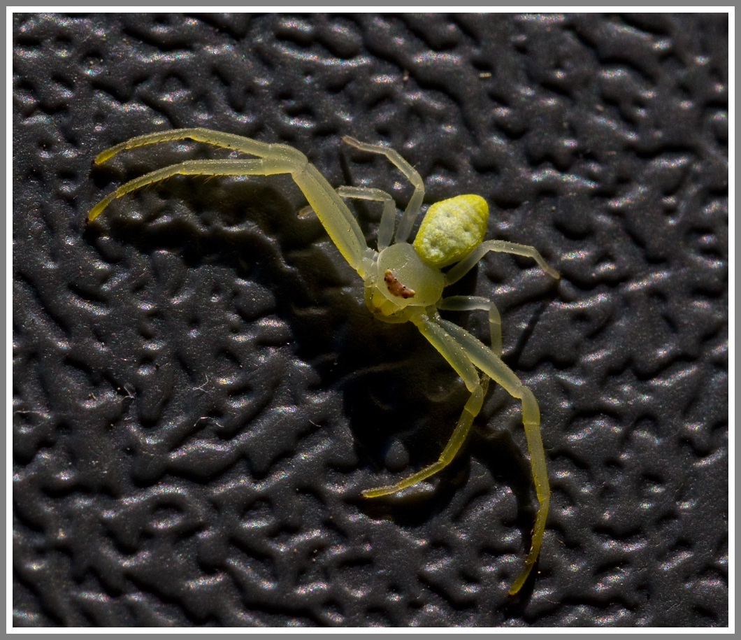 Crab Spider (Misumessus spp.)
