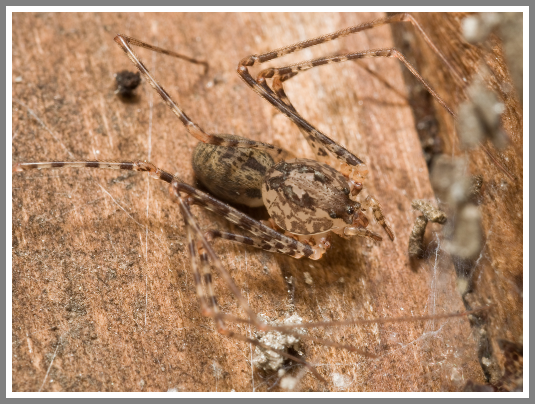 Spitting Spider (Scytodes thoracica)