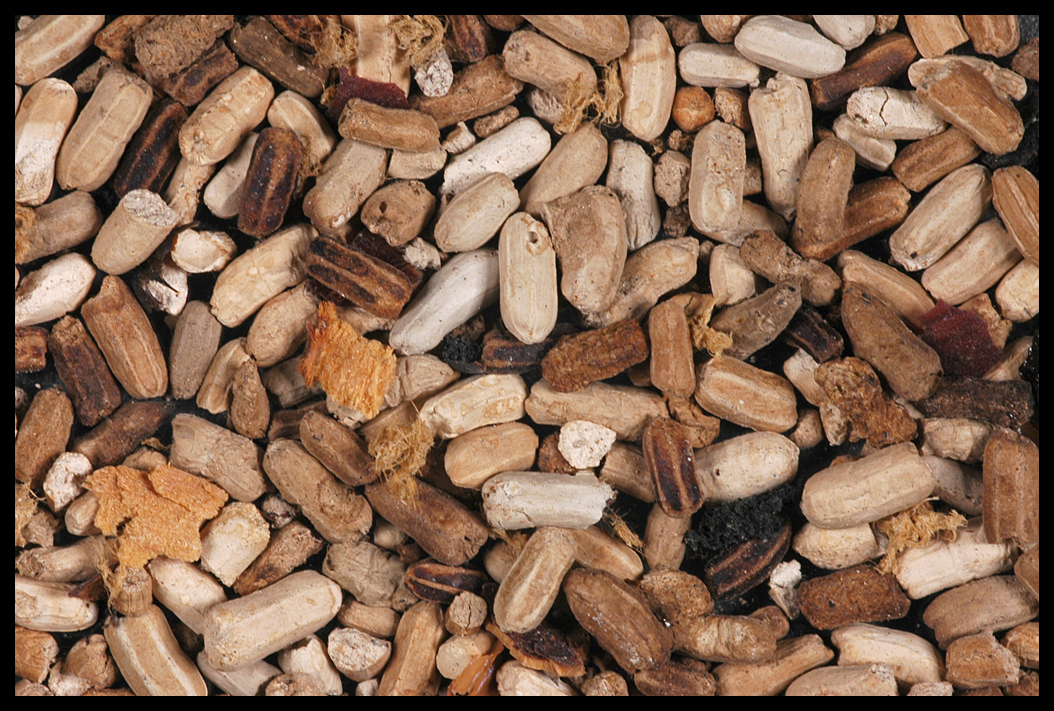 American Cockroach (Periplaneta americana) Fecal Droppings