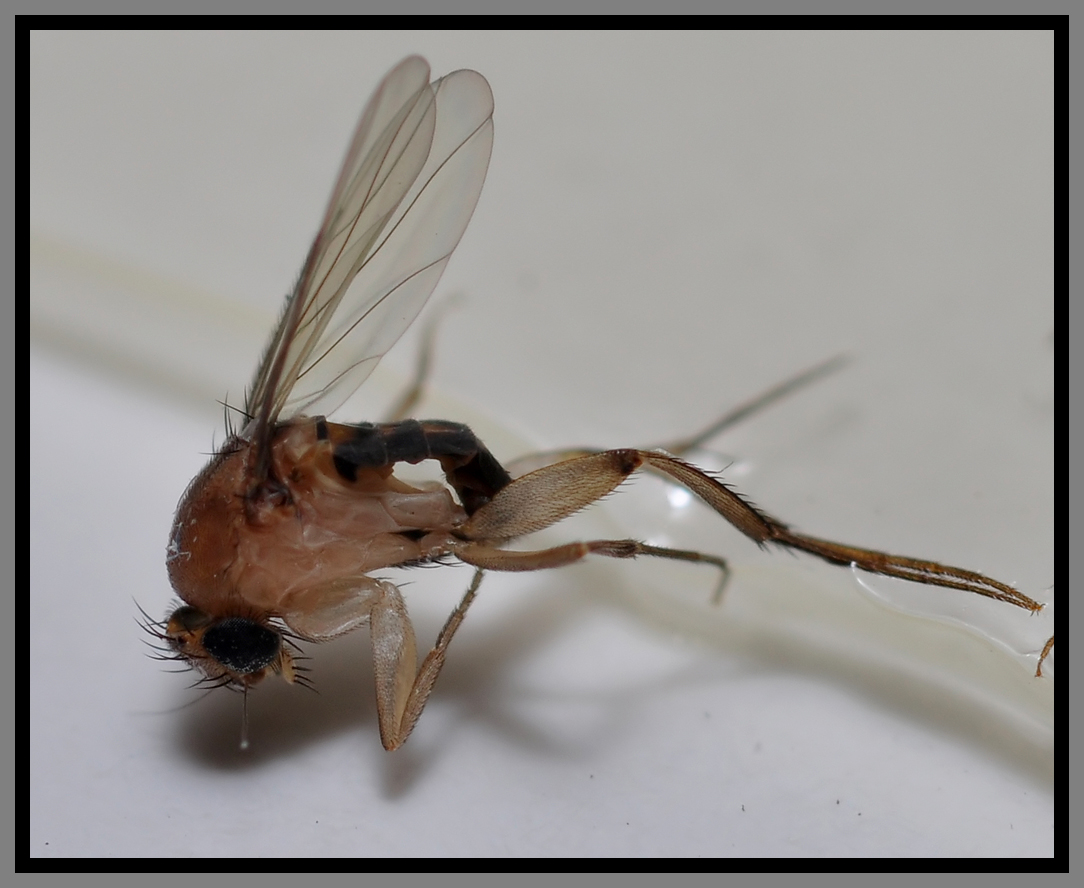 Phoridae (Phorid Fly)