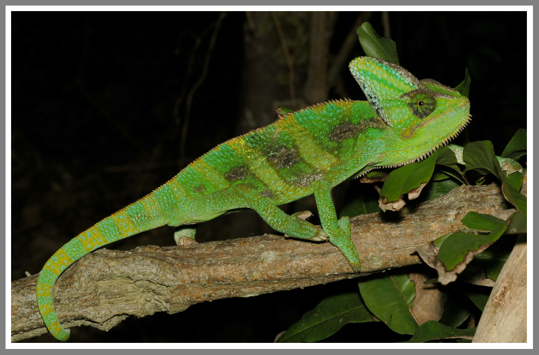 Veiled Chameleon (Chamaeleo calyptratus)