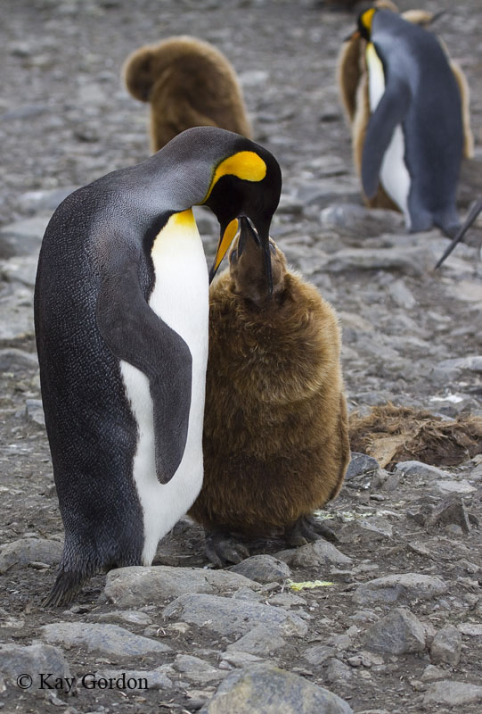 Feeding the Young