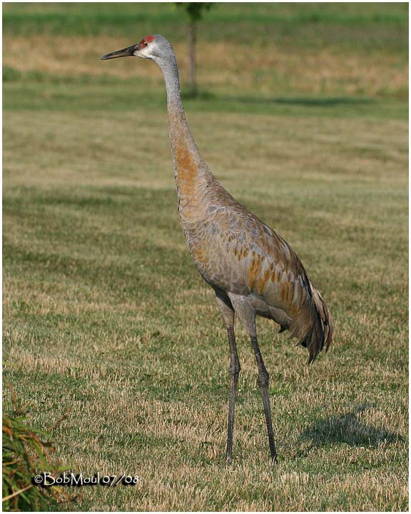 Sandhill Crane