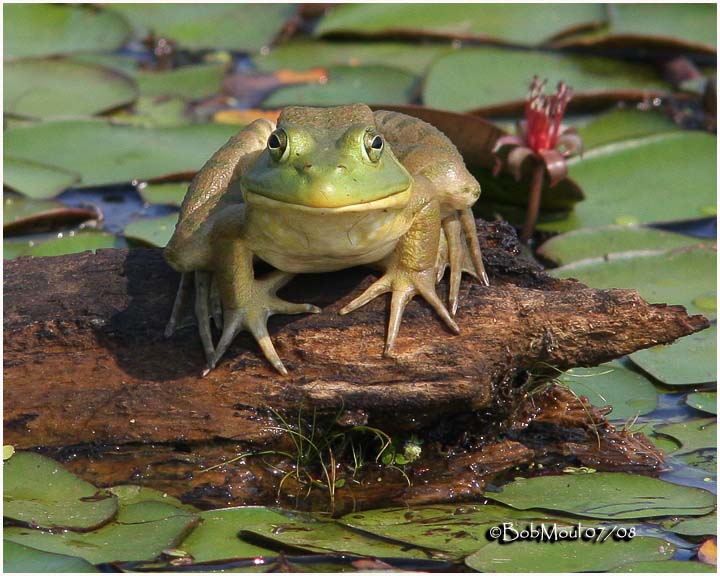 Bull Frog