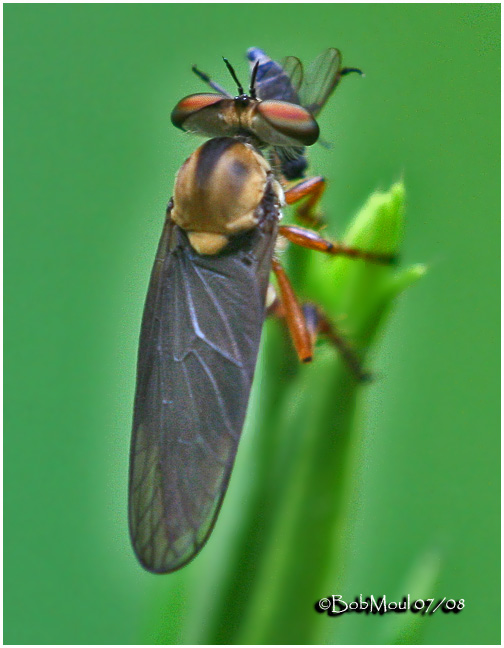 Robber Fly