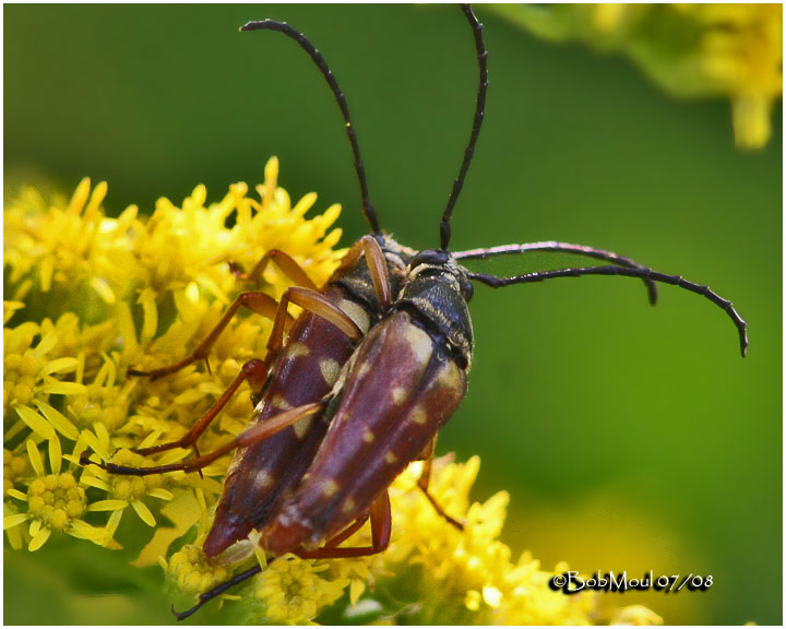 Banded Longhorn Beetle