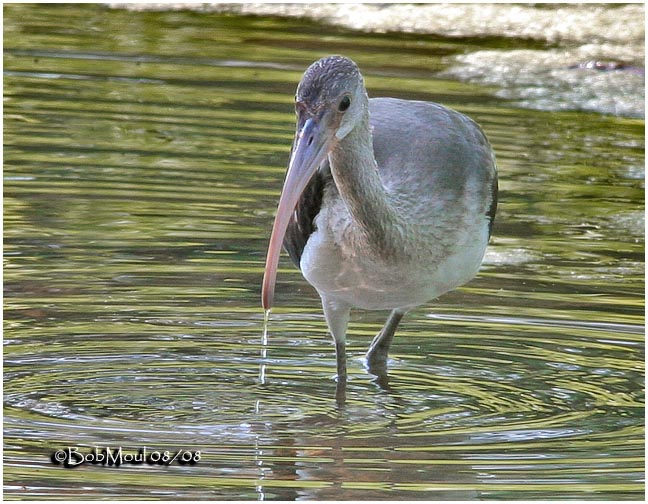 White Ibis