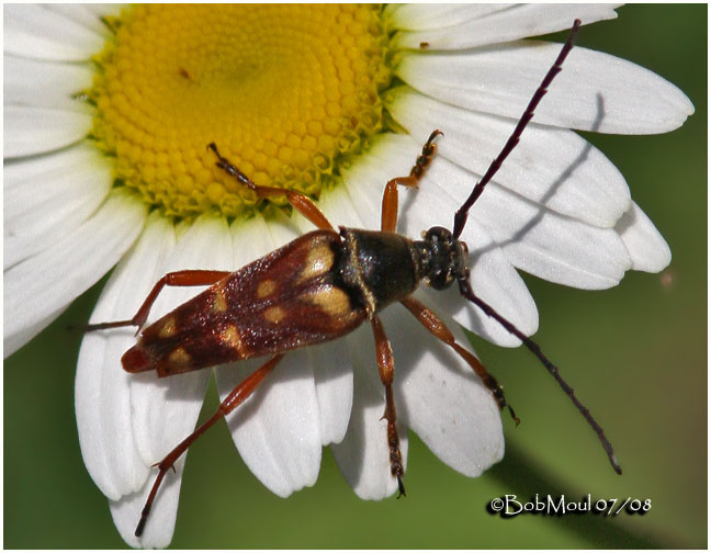 Banded Longhorn Beetle