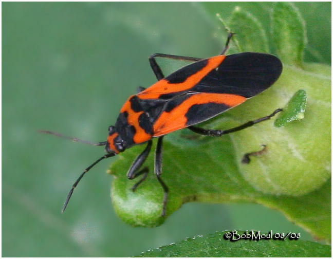 Small Milkweed Bug