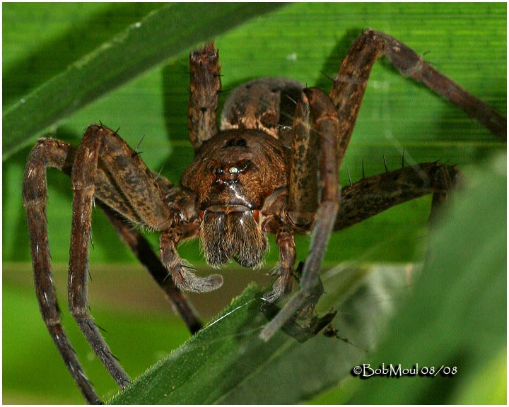 Fishing Spider