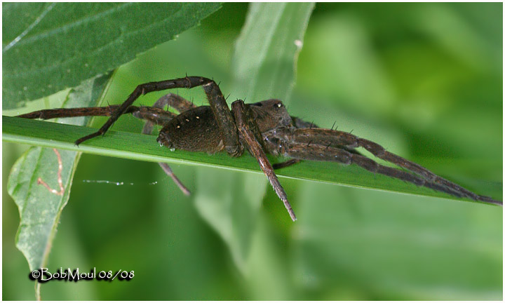 Fishing Spider