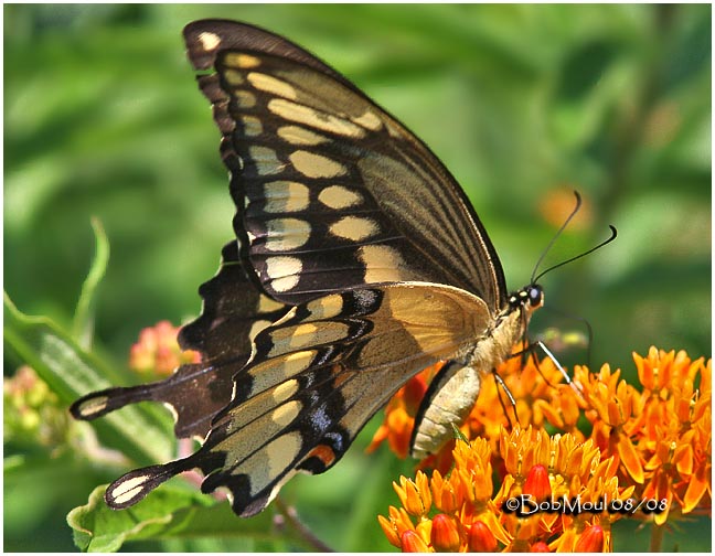 <h5><big>Giant Swallowtail<br></big><em>Papilio cresphontes</h5></em>